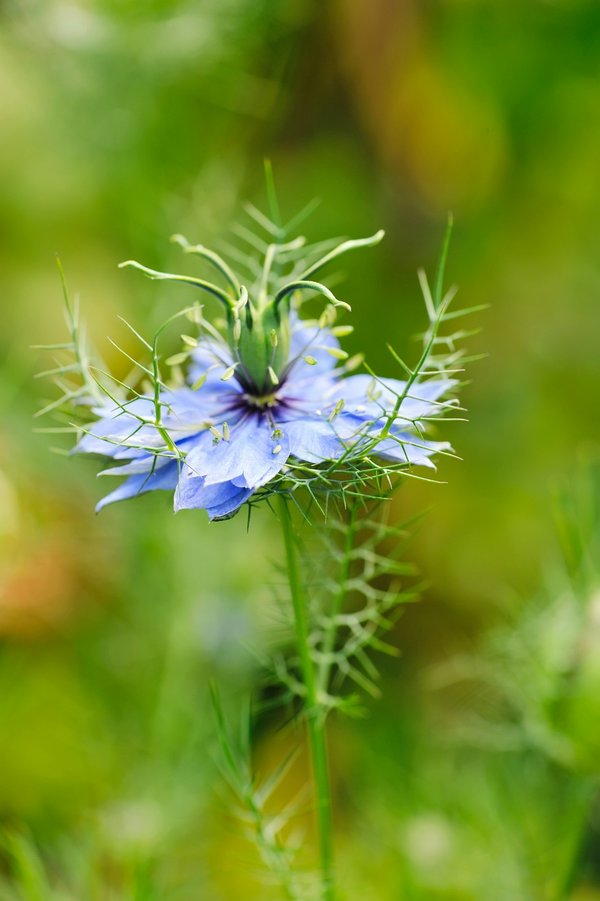 Crème à la nigelle : des bienfaits inégalés pour votre peau